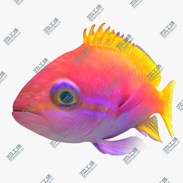 images/goods_img/20210312/Aquarium Fish Collection/4.jpg